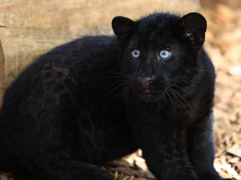 Panther1.jpg