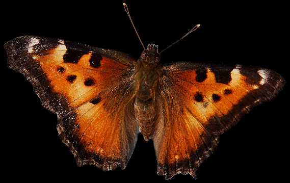 Butterfly011
