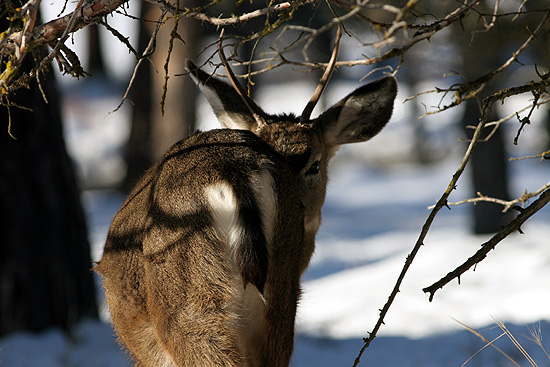 Deer-2