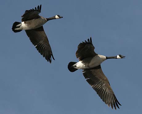 Geese-1