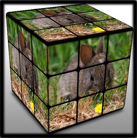 Rabbit-Cube